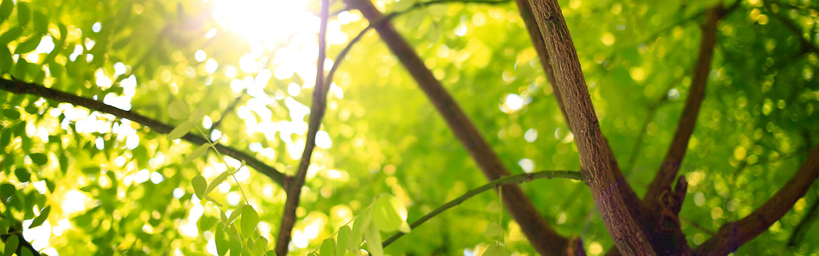 Baum Blätter Sonne