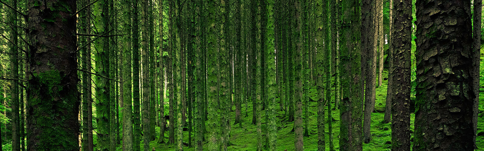 Wald Bäume