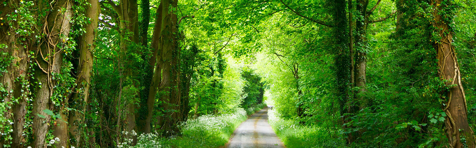 Wald Bäume Weg